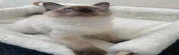 Ragdoll cats for sale: 🏆 GCCF CHAMP PEDIGREE RAGDOLL KITTENS  - Advert 10