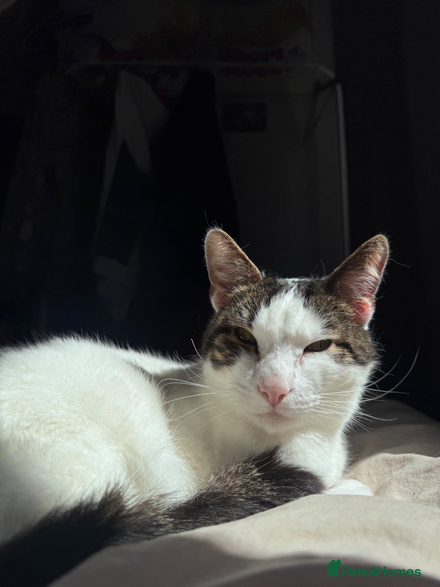 British Shorthair cats Chappie (5years) - Advert 7