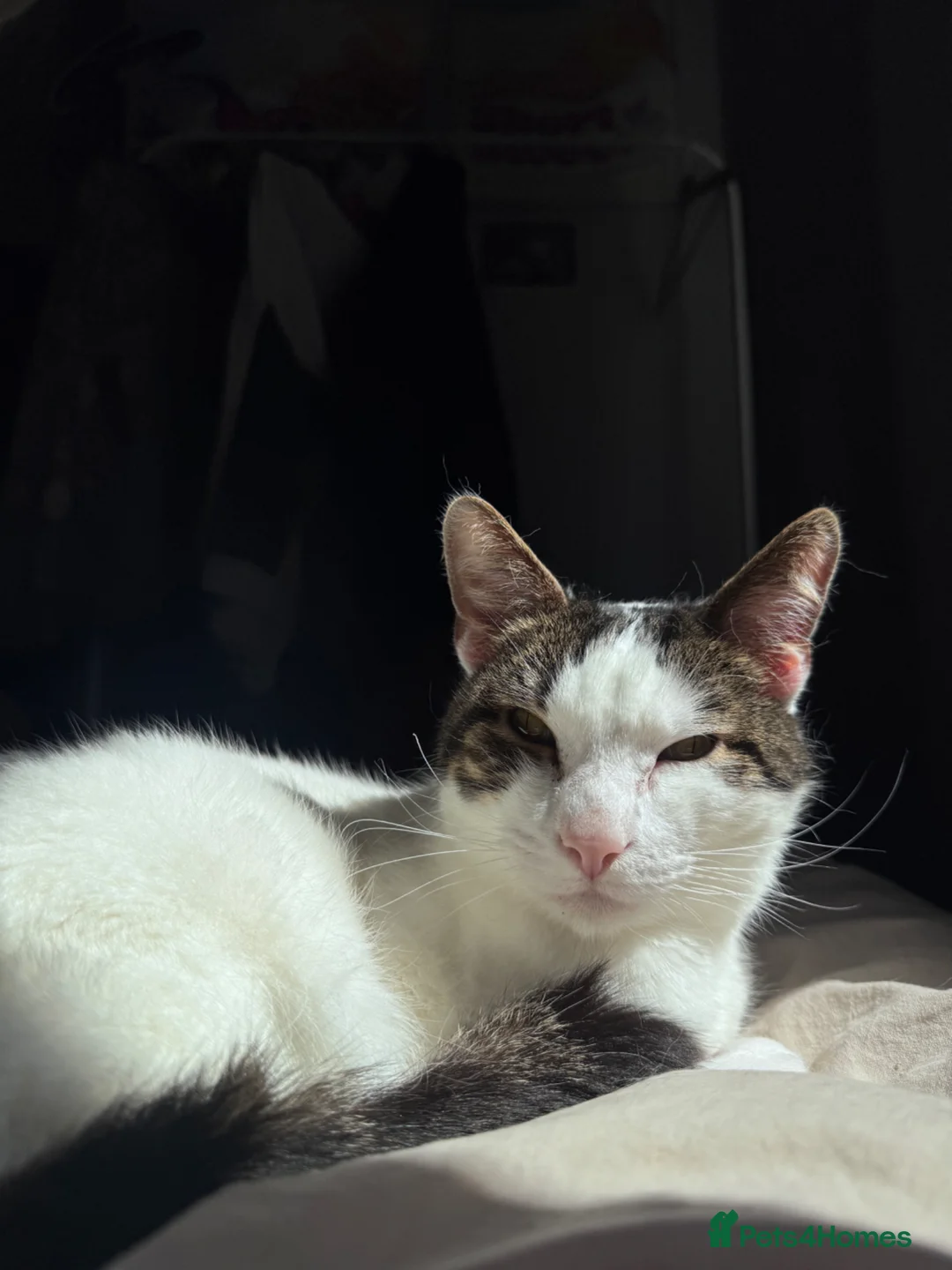 British Shorthair cats for sale: Chappie (5years) - Advert 1