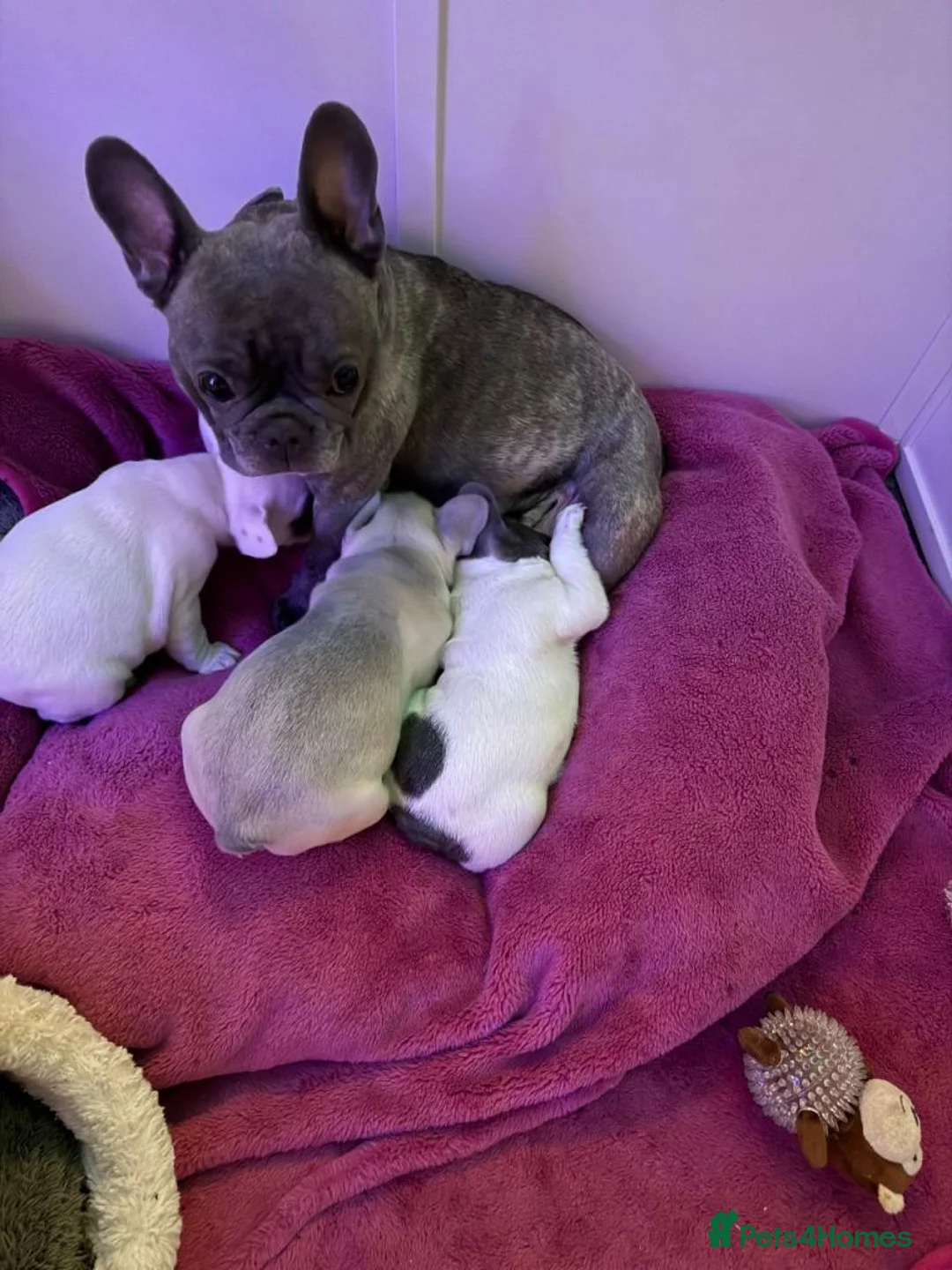 French Bulldog dogs for sale: Beautiful French Bulldog Puppies  in Andover - Advert 5