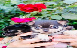 Chihuahua dogs for sale: Pure Breed Chihuahua  - Image 6