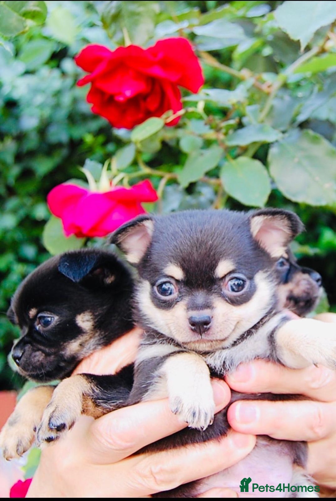 Chihuahua dogs for sale: Pure Breed Chihuahua  - Image 6