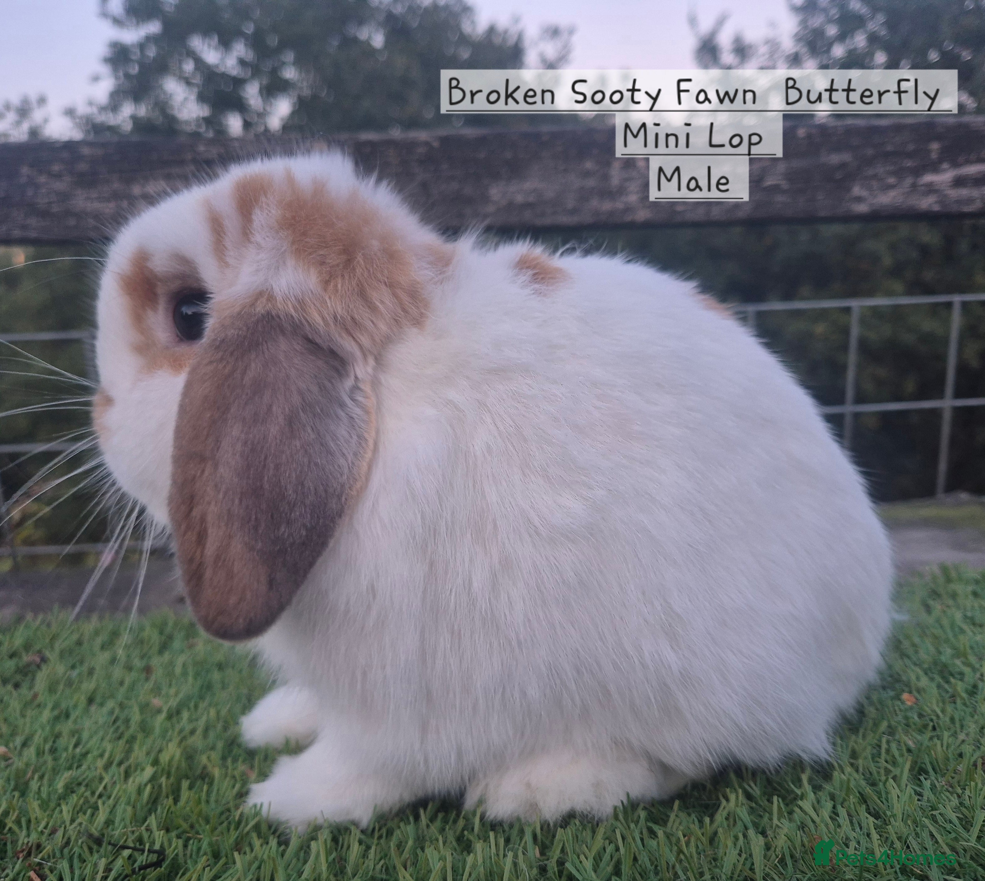 Mini Lop rabbits Beautiful Mini Lop adults  - Advert 19