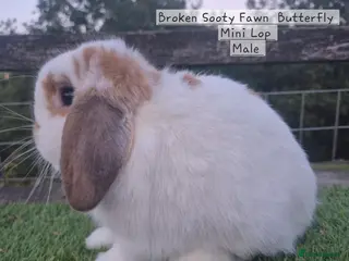 Mini Lop rabbits Beautiful Mini Lop adults - Advert 19
