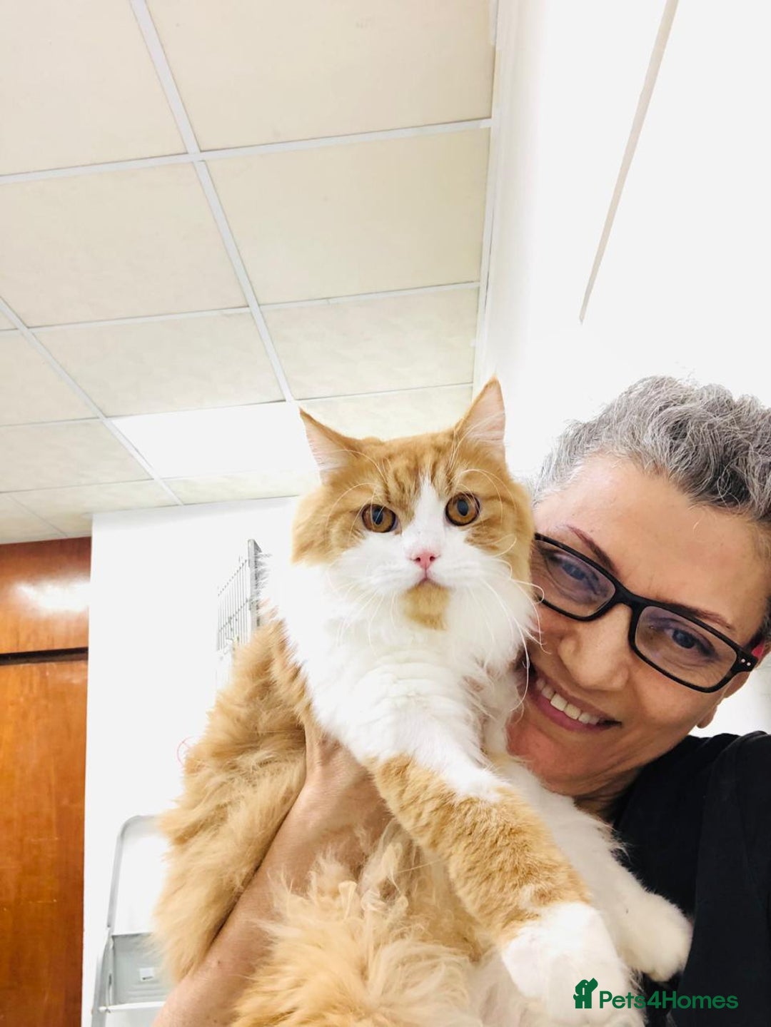 Mixed Breed cats for adoption: ASTRO -BIG BOY CALM NEUTERED AFFECTIONATE  - Advert 4