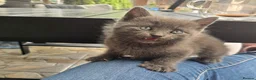 Russian Blue cats for sale: Kittens for sale  - Advert 7