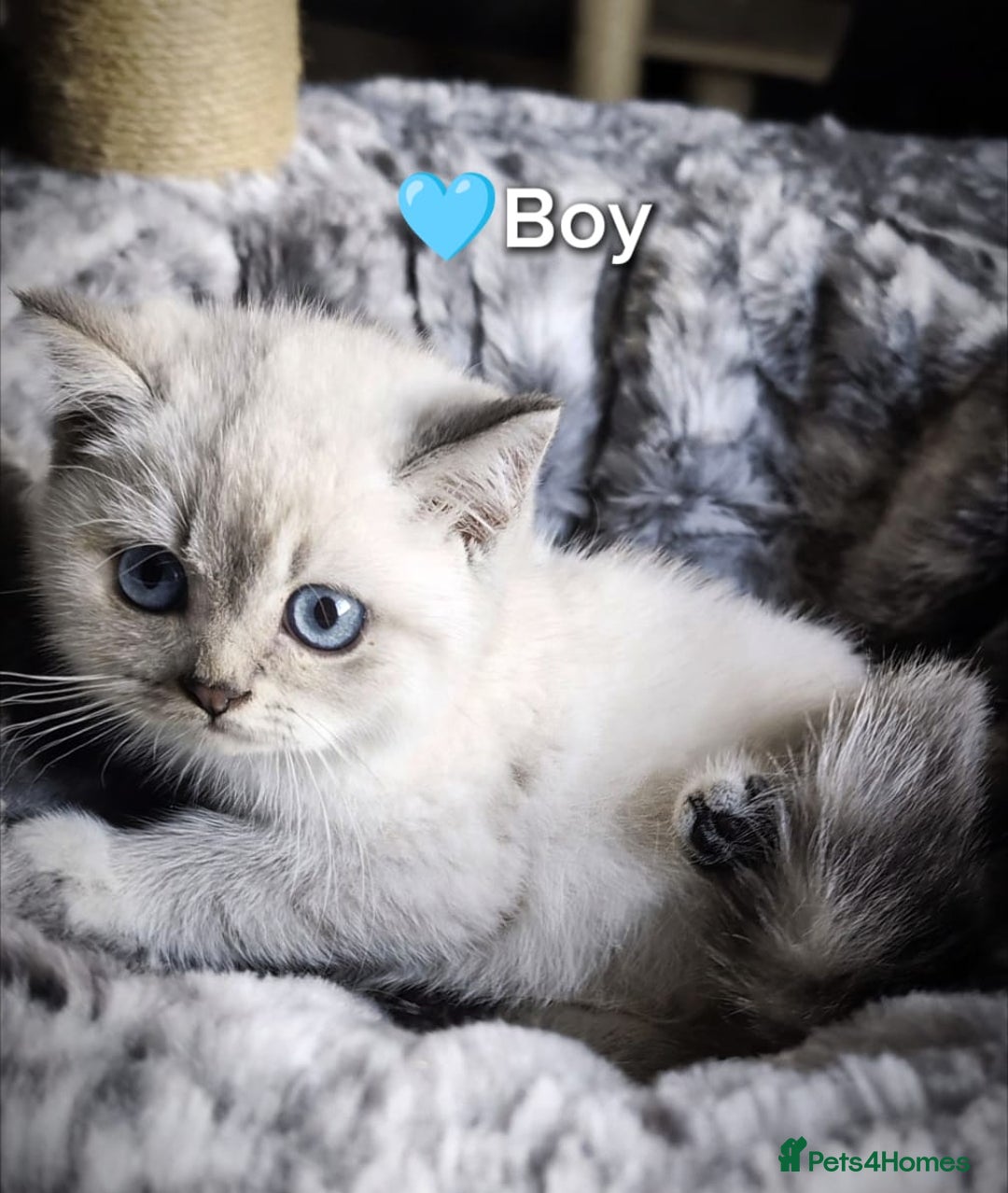 British Shorthair cats for sale: ❤️💙Last 2 Kittens ● TICA Reg ● BSH ●Colorpoints ✨ - Image 2