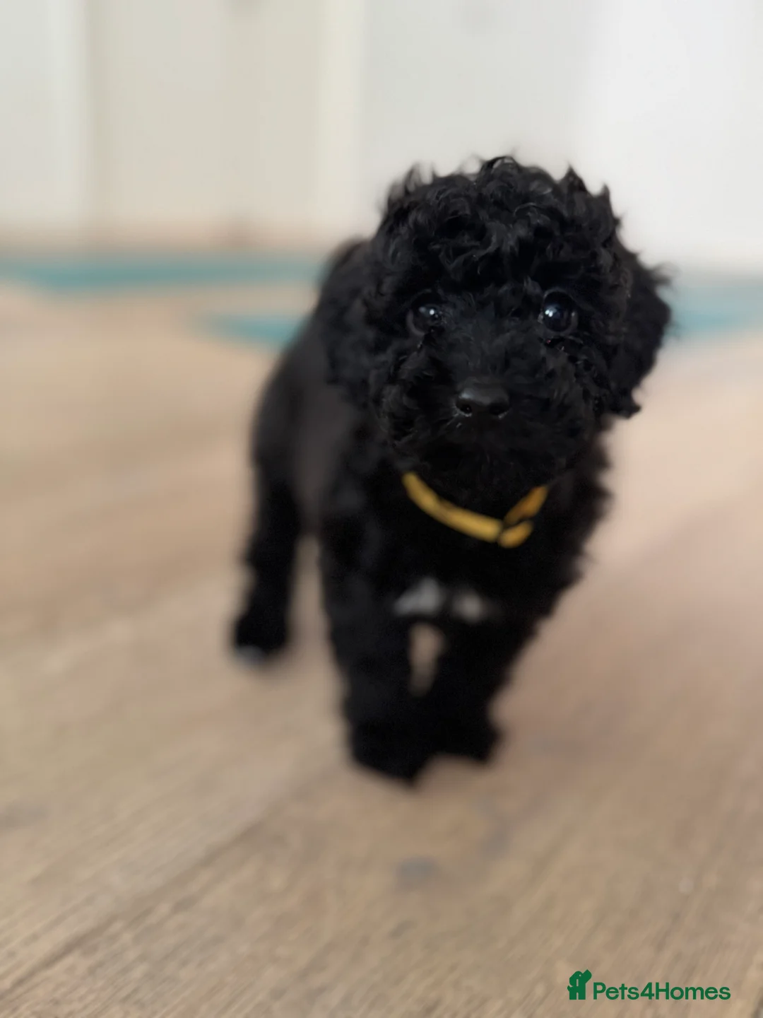 Cockapoo dogs for sale: Outstanding F1b Cockapoo Fully Health Tested  - Advert 1
