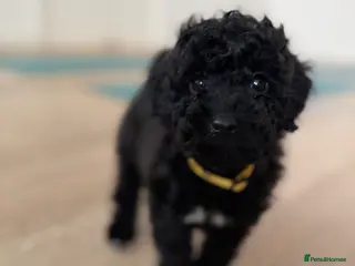 Cockapoo dogs Outstanding F1b Cockapoo Fully Health Tested - Advert 14