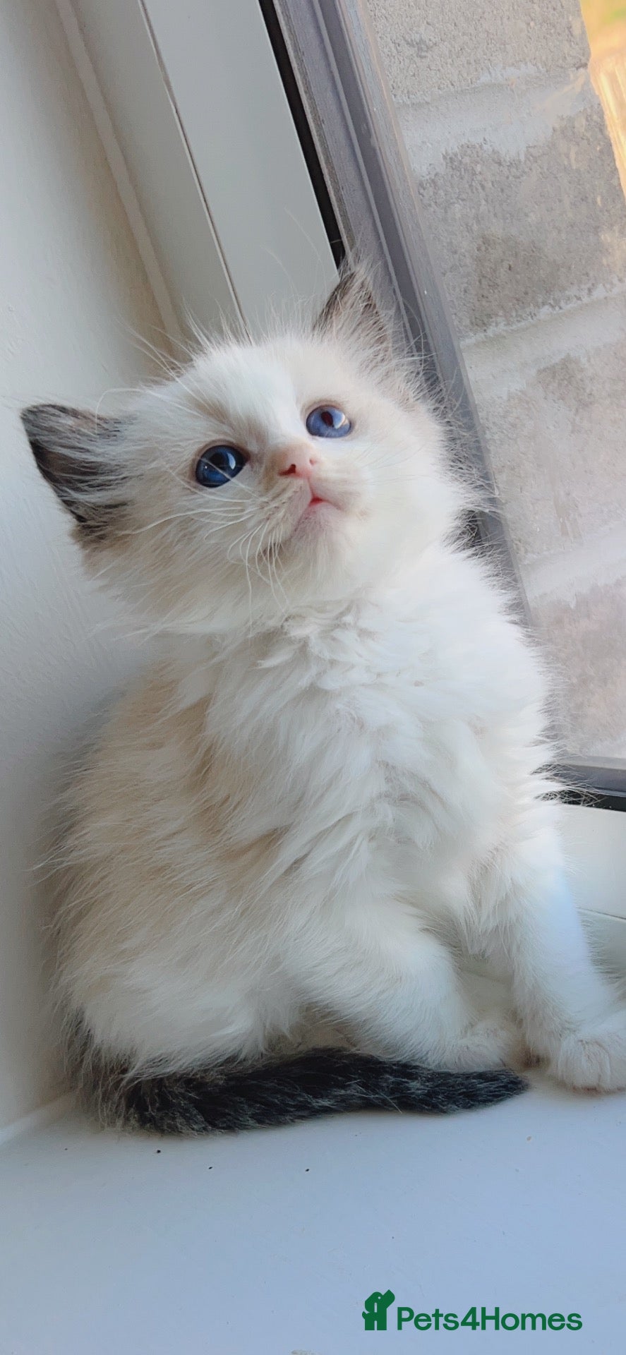Ragdoll cats Ragdolls  - Advert 14