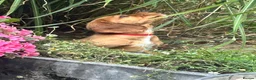 Cocker Spaniel dogs for sale: Red Working Cocker Spaniels - Advert 15