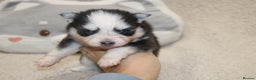 Pomsky dogs for sale: MINI Pomsky puppies - Advert 5