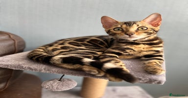 Bengal cats - Advert 16