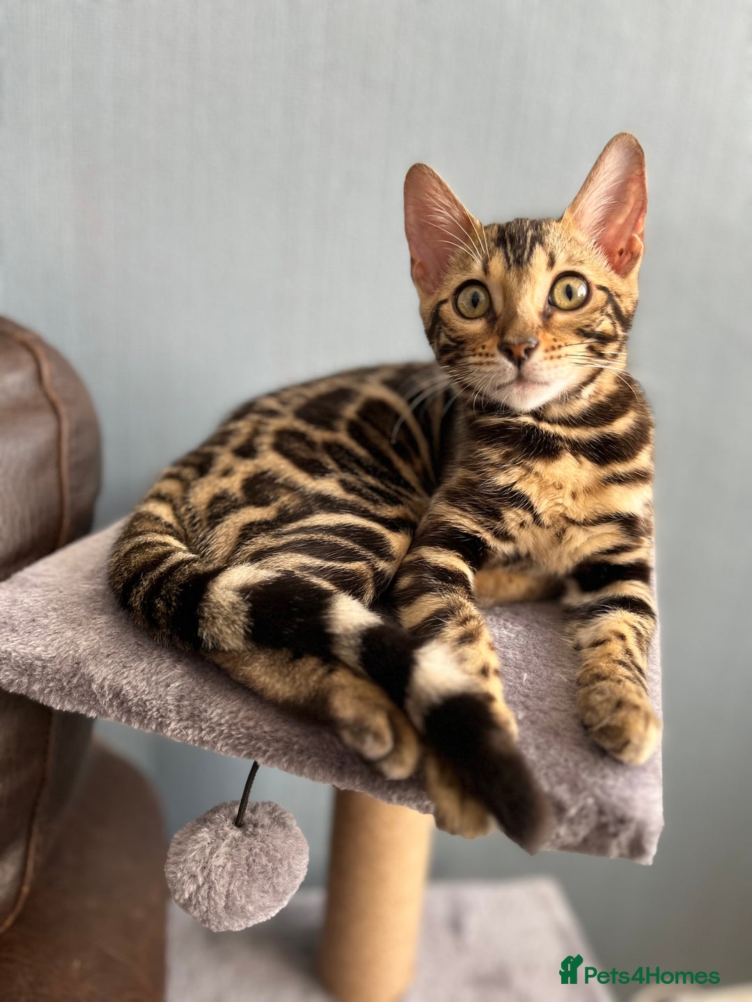 Bengal cats for sale: TICA registered female glitter coat 1year Bengal  - Image 2