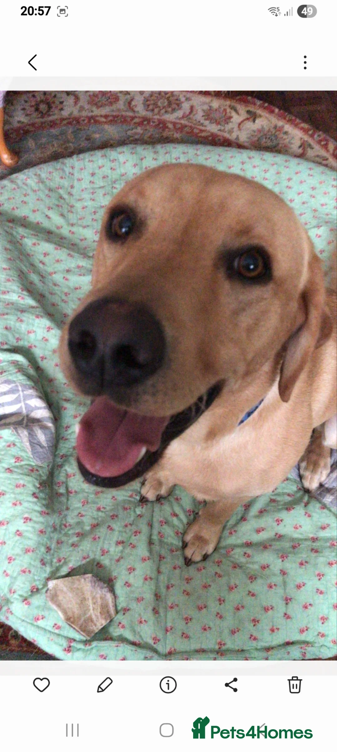 Labrador Retriever dogs for stud: KC registered Dog for STUD - Advert 2