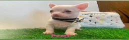 Chihuahua dogs for sale: Tiny chihuahua puppies  - Advert 4