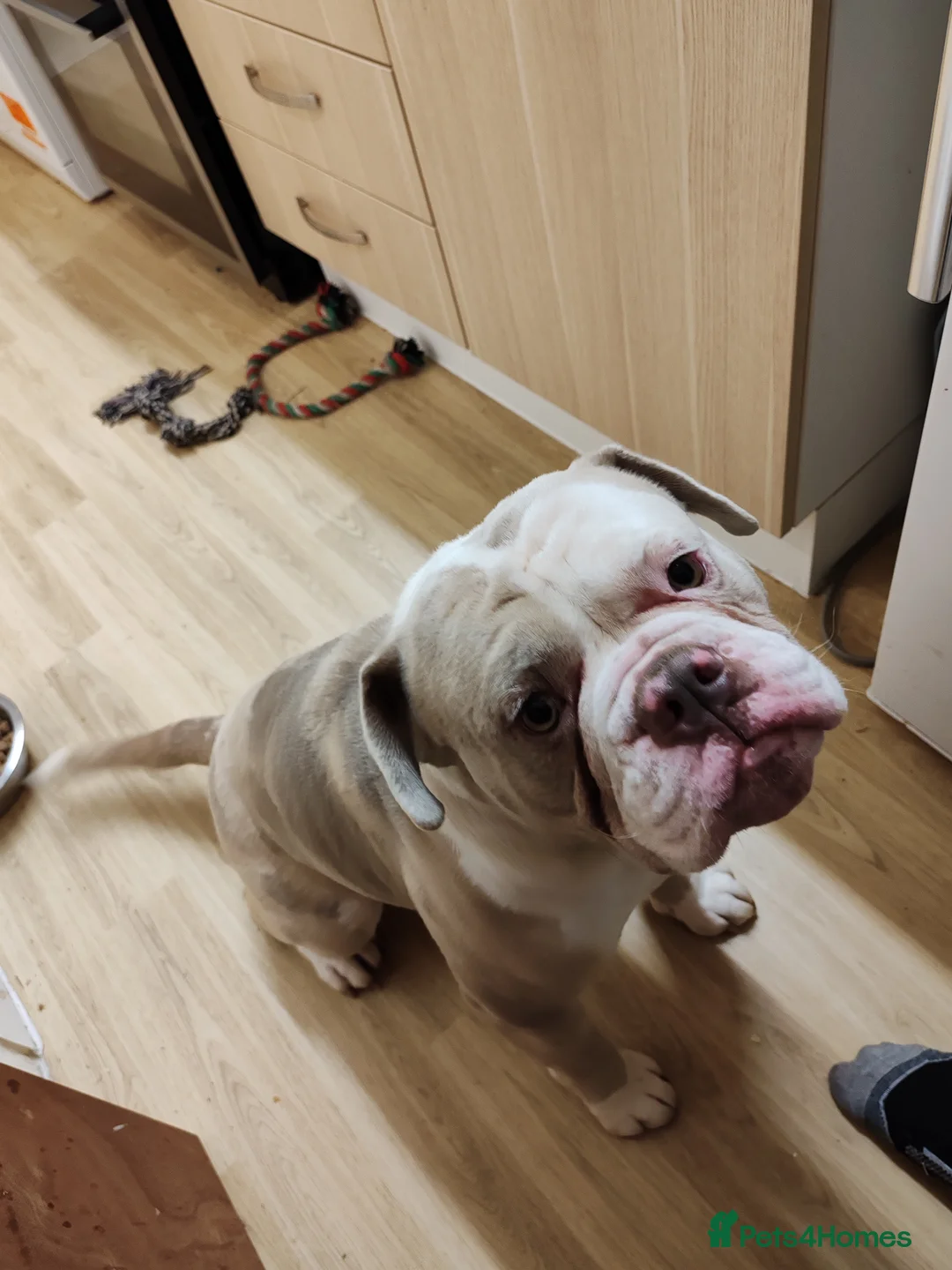 English Bulldog dogs for sale: Old english bulldog  - Advert 1