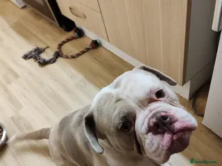 English Bulldog dogs Old english bulldog - Advert 1