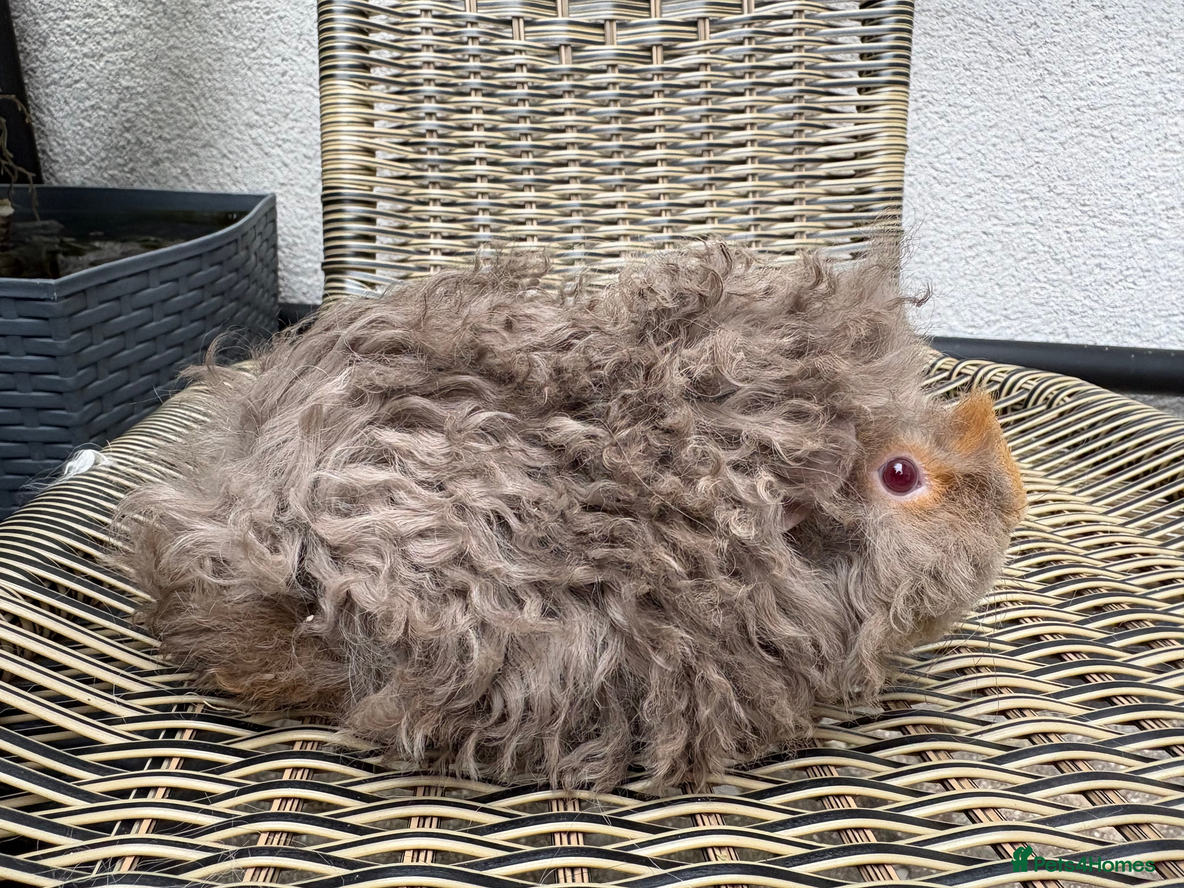 Guinea Pig rodents Lunkarya boars - Advert 13