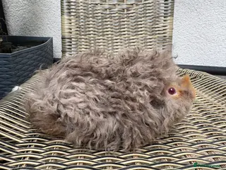 Guinea Pig rodents Lunkarya boars - Advert 13