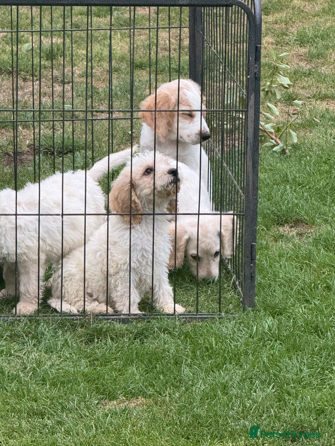 Cockapoo dogs for sale: Beautiful cockapoo pups ready now - Image 13
