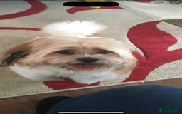 Shih Tzu dogs for sale: Shih tzu puppy’s  - Image 9