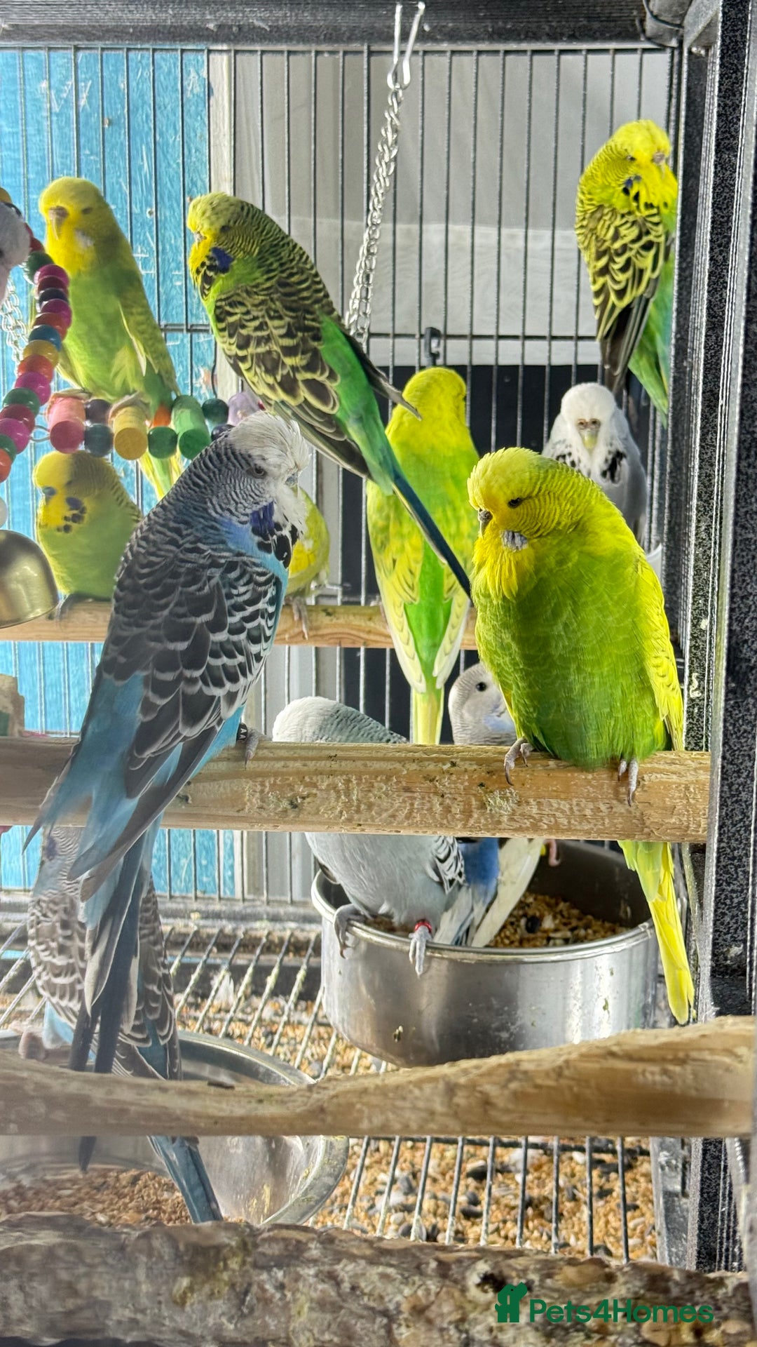 Parrots birds for sale: Parrot for sale Glasgow  - Image 17