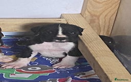 Boxer dogs for sale: Kc Boxer puppy’s bobtail and long licensed breeder - Image 27
