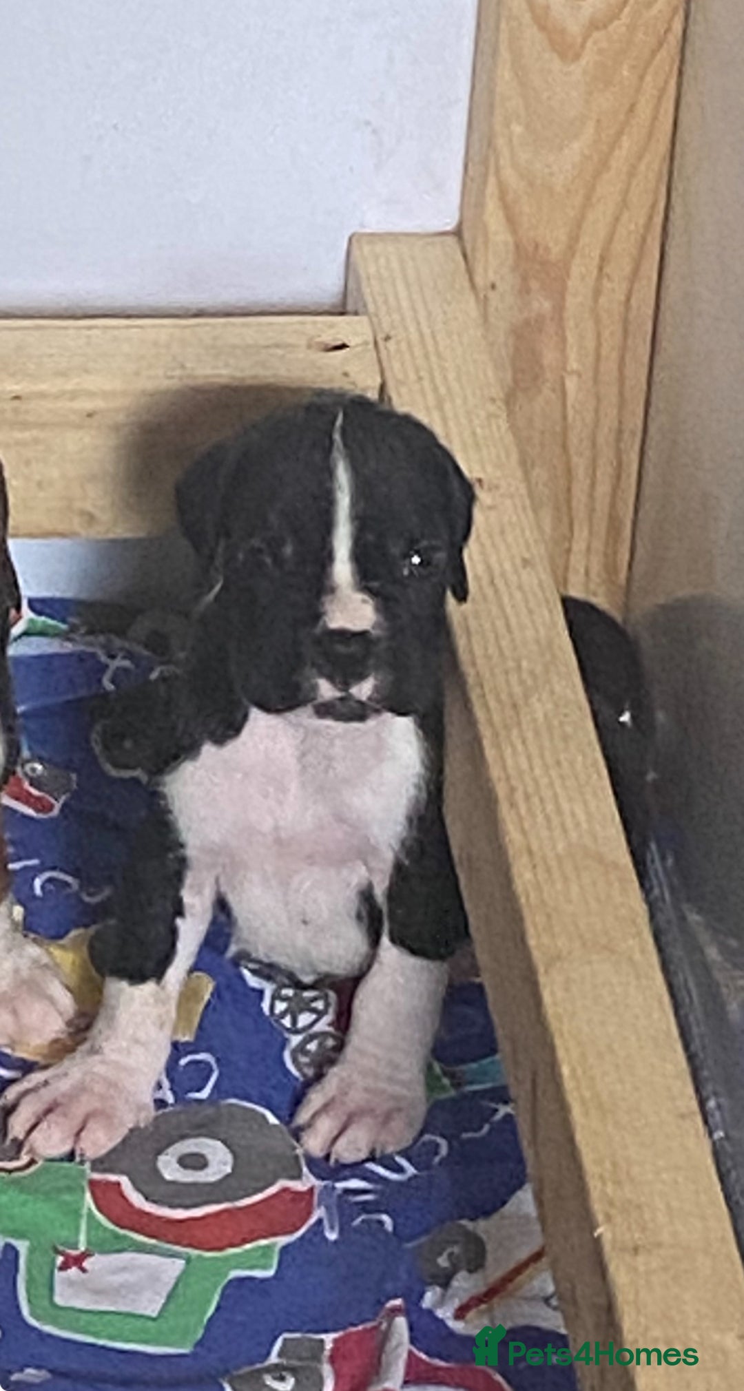 Boxer dogs for sale: Kc Boxer puppy’s bobtail and long licensed breeder - Image 27