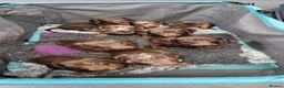 Miniature Dachshund dogs for sale: Gorgeous kc registered puppies - Advert 5