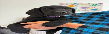 Chloe- Purple collar 