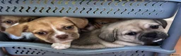 Mixed Breed dogs for sale: Adorable French Bulldog x Shih Tzu Puppies  - Advert 7