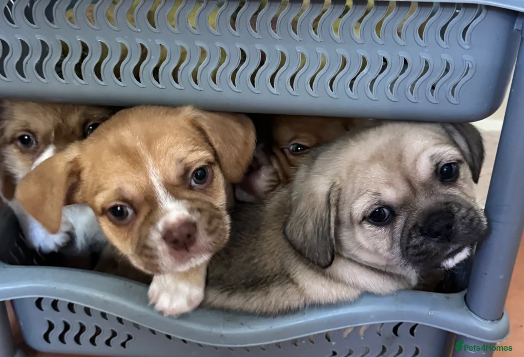 Mixed Breed dogs for sale: Adorable French Bulldog x Shih Tzu Puppies  - Advert 7