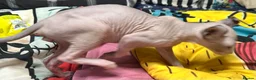 Sphynx cats for sale: LOVING SPHYNX KITTENS READY TO GO🤍 - Advert 11
