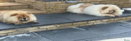 Chow Chow dogs for sale: MALE CHOW CHOW REAVAILABLE  - Advert 12