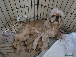 Cockapoo dogs 6 Gorgeous American cockapoo pups (Yankeedoodle) - Advert 1