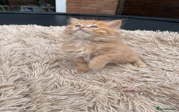 Mixed Breed cats for sale: 🎃 Cute Fluffy Kittens – Persian x BSH Mix - Image 10