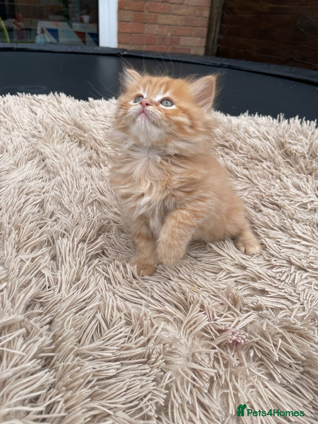 Mixed Breed cats for sale: 🎃 Cute Fluffy Kittens – Persian x BSH Mix - Image 10