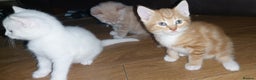 Mixed Breed cats for sale: 1 white, ginger and caramac kitten  - Advert 16