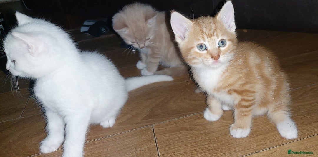 Mixed Breed cats for sale: 1 white, ginger and caramac kitten  - Advert 16