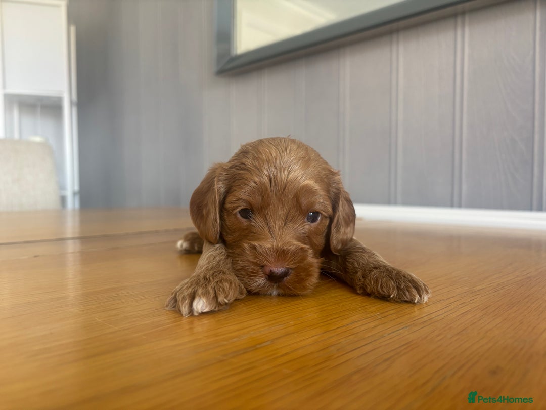 Cockapoo dogs for sale: Red fox mini Cockapoo puppies in Alfreton - Image 3