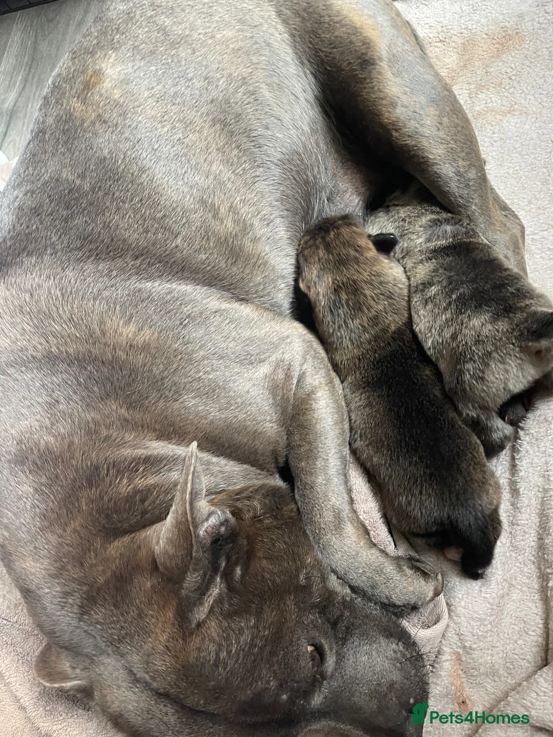Mixed Breed dogs for sale: 2 Beautiful Female Blue Staffy x Shepski  in Felixstowe - Advert 1