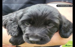 Cocker Spaniel dogs for sale: Beautiful Working Cocker Puppies - Image 14
