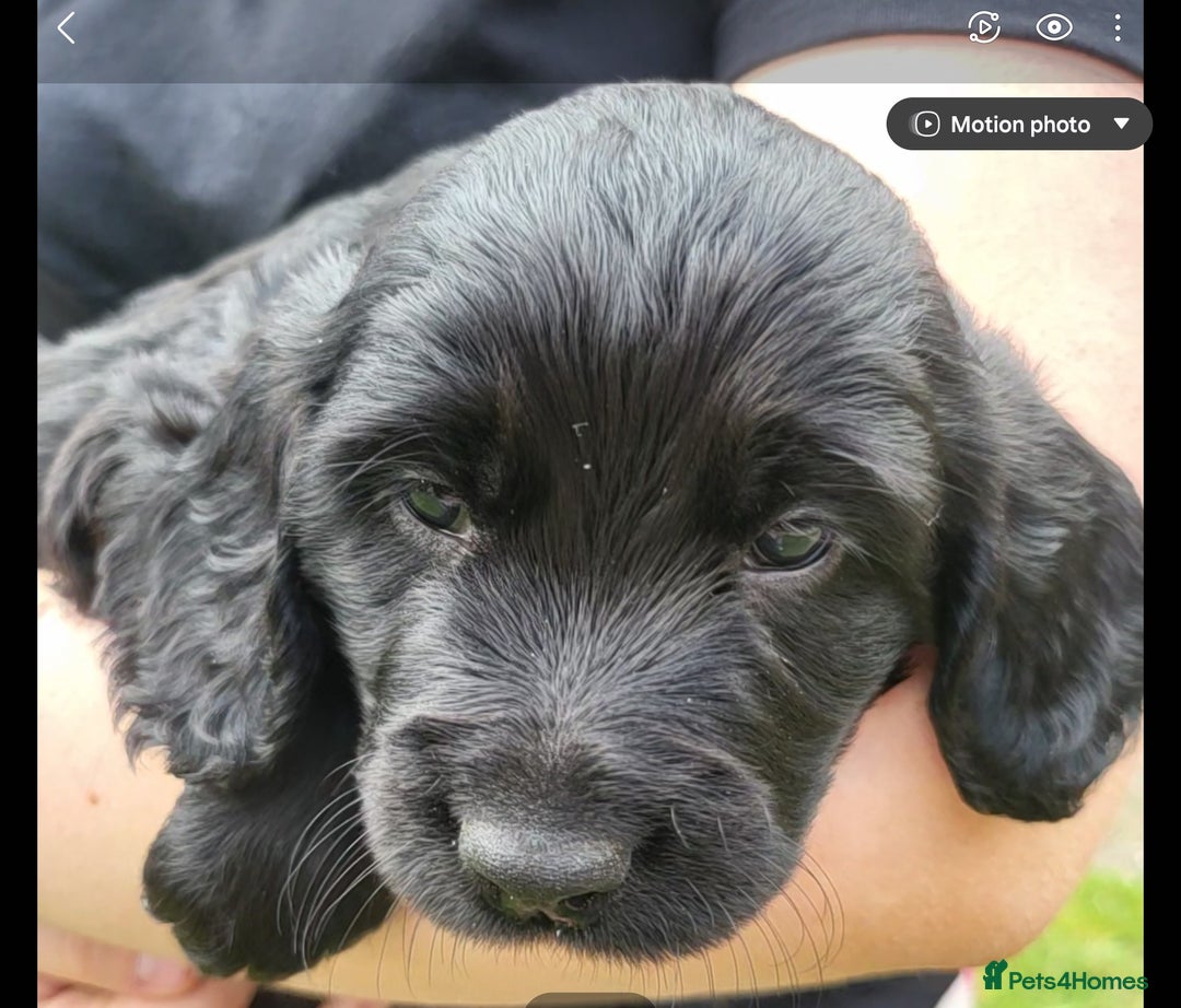 Cocker Spaniel dogs for sale: Beautiful Working Cocker Puppies - Image 14