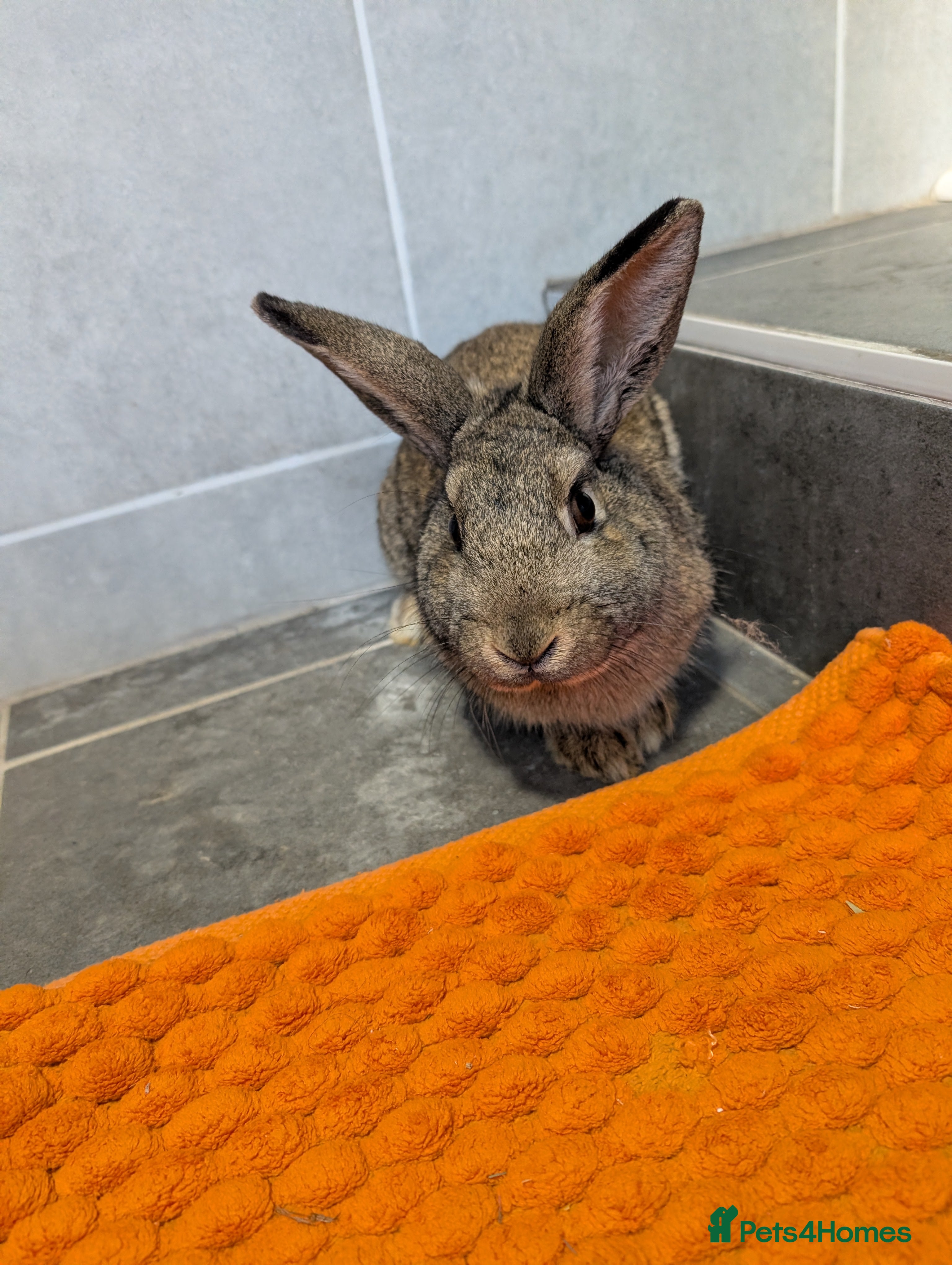 Mixed Breed rabbits Male rabbit  - Advert 3