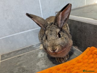 Mixed Breed rabbits Male rabbit - Advert 3