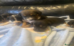 Jack Russell dogs for sale: Adorable Jack Russell puppy’s - Advert 3