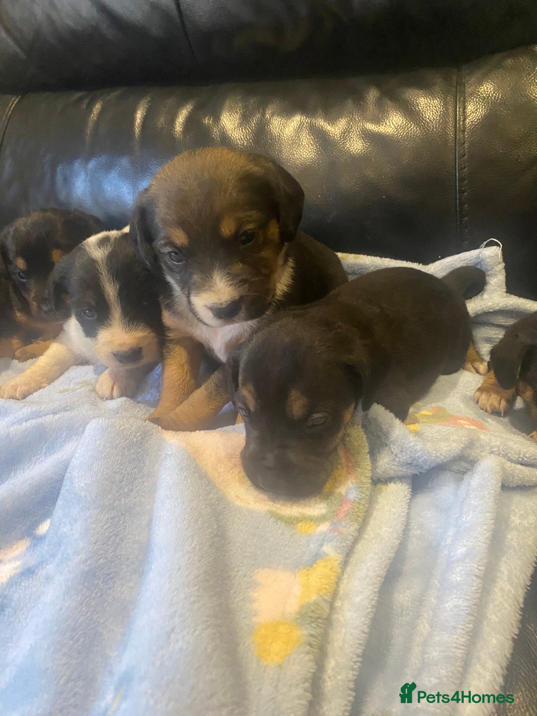 Jack Russell dogs for sale: Adorable Jack Russell puppy’s - Advert 3