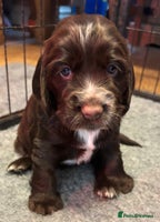 Cocker Spaniel dogs 4 cocker spaniel puppies, mum and dad family pets - Advert 5