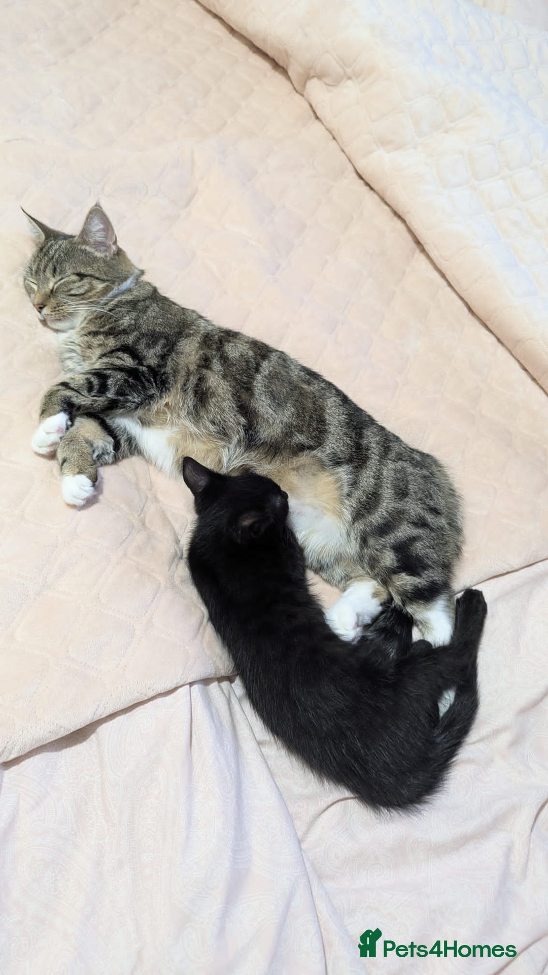 European cats for sale: Magic black kitten READY TO MOVE  - Image 10